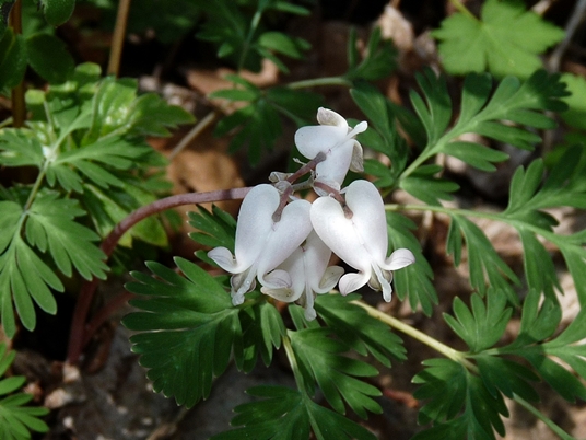 {Dicentra canadensis}